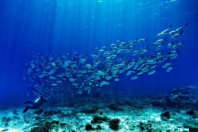 The End of the Line: Fish