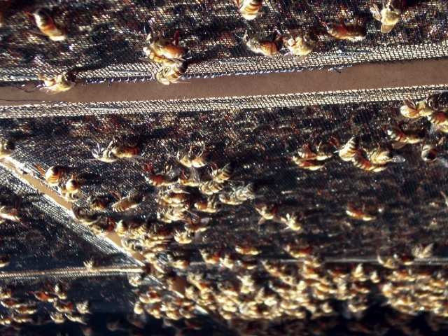 Vanishing of the Bees: Bees