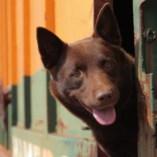 Red Dog: Train