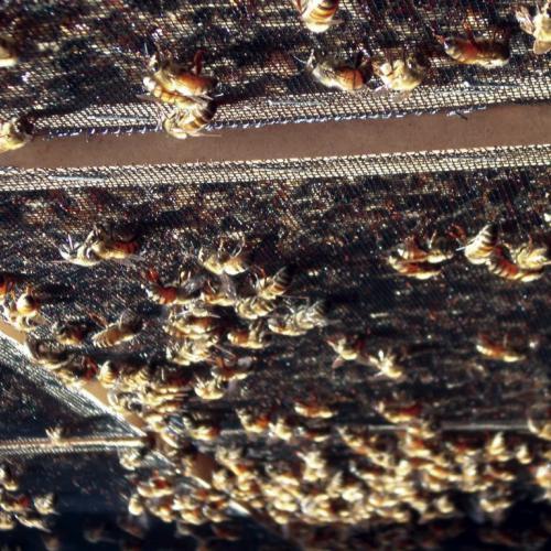 Vanishing of the Bees: Bees