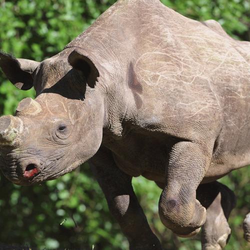 Wildscreen 2012: Saving Rhino Phila
