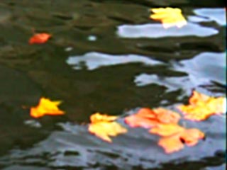 Still from Bristol Beauty