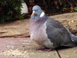 Still from A City Garden