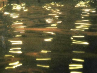Still from Swimming