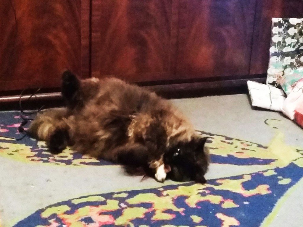 catnow