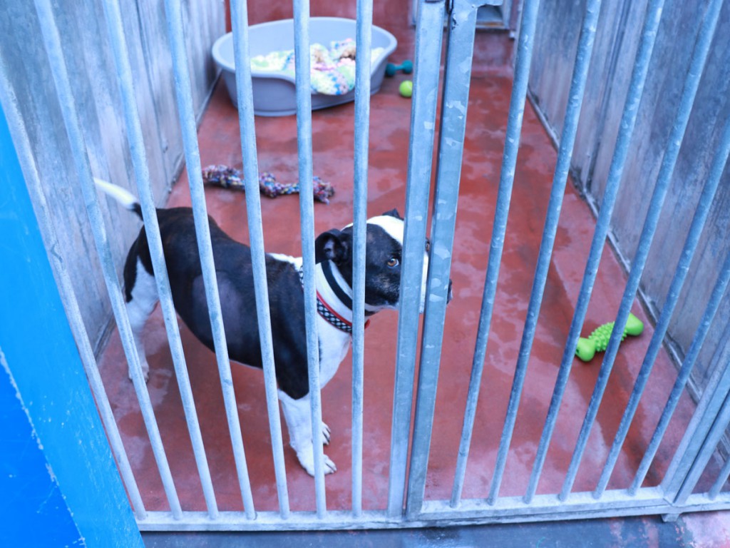 dog1