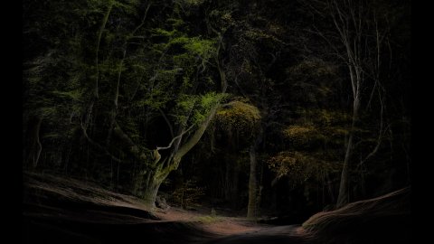 A beautiful forest in the British countryside.