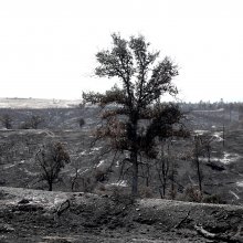 Black and white image of desolate landscape and one lone tree