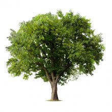 An image of a tree with thick green foliage 