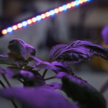 Close up a purple flower with a stream of lights