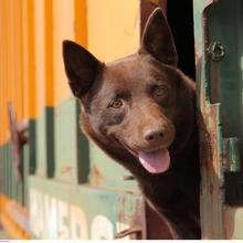 Dog on a train