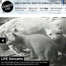 Channel 4's Foxes Live