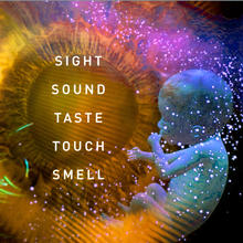 Baby in mother's womb - words, Sight, Sound, Taste, Touch, Smell