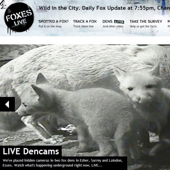 Channel 4's Foxes Live Channel 4's Foxes Live