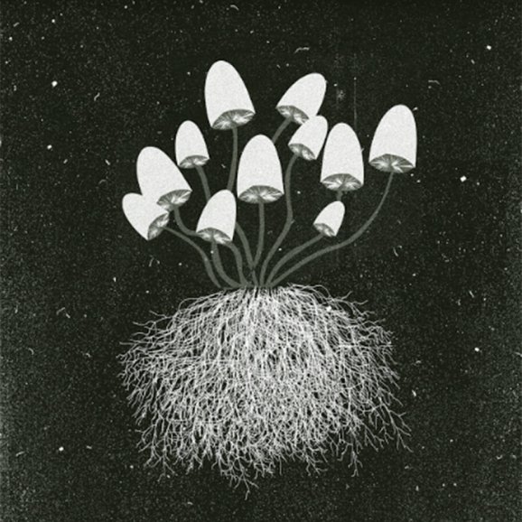 Mushrooms with their roots entangled