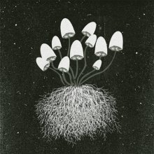 Mushrooms with their roots entangled