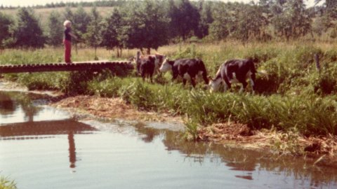Cows being guided by a river