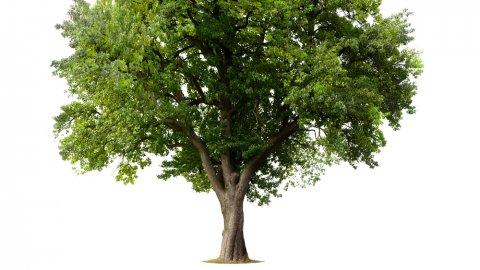 An image of a tree with thick green foliage 