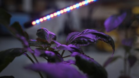 Close up a purple flower with a stream of lights