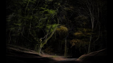 A view of a forest, with a dark sky, the green of the trees is the main colour that pops out