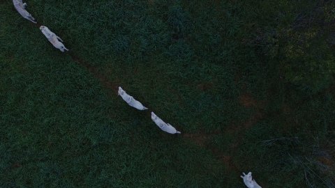 Aerial view of four white wolves standing and interacting in green grassy terrain.