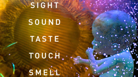 Baby in mother's womb - words, Sight, Sound, Taste, Touch, Smell