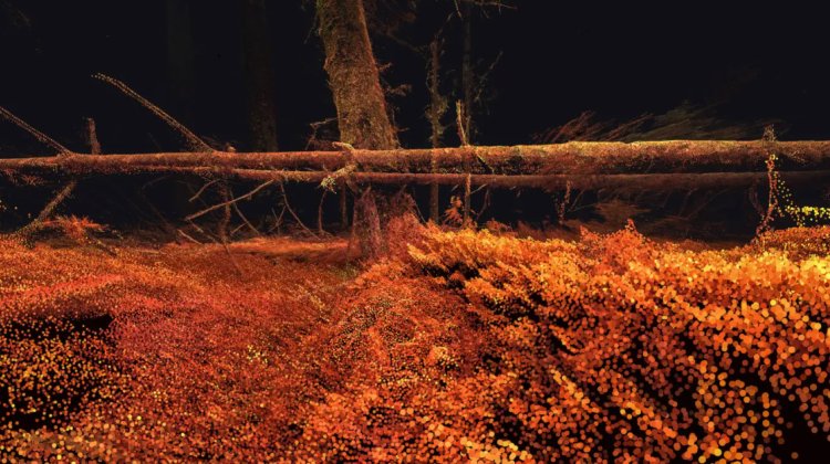 Point cloud visualisation of a forest scene with trees and fallen logs in warm orange and yellow tones against a dark background.