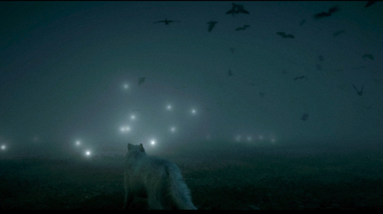 A foggy, dark scene with a white wolf facing glowing orbs of light and flying birds overhead in a mysterious atmosphere.