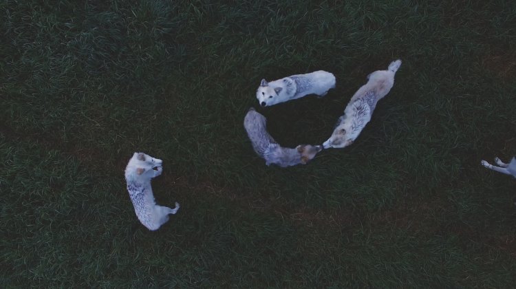 Aerial view of four white wolves standing and interacting in green grassy terrain.