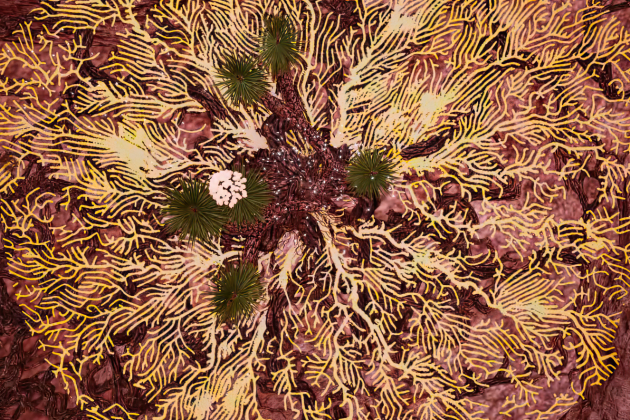 Aerial view of an intricate desert plant surrounded by golden, leaf-like patterns on a reddish-brown terrain, resembling a coral or neuron network.