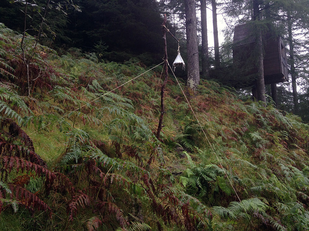 a wireless mast made from branches in a forest