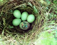 Original image Julie Falk - The Cowbird's Nest from Flickr