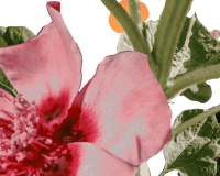 collaged image of layered flowers and leaves on a white background. A large pink flower on the left and colourful orange & yellow spots floating over leaves at the top. 