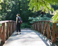 An image of a person on a wooden bridge amidst a lush green woodland. They are looking off into the distance, immersed in the scene. 