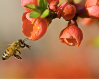 An image of a worker bee, mid flight, about to pollinate a dark pink flower.