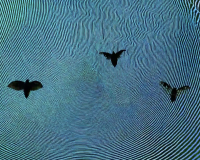 A still from Moth Glitch by Eryk Salvaggio, depicting a blue anemone-like texture on which three black moths can be seen. 