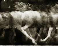 A blurry image of a white horse in motion. 