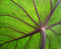 A close up image of the underside of a leaf. The stem is prominent, and the vein-like structures of the leaf are very visible.