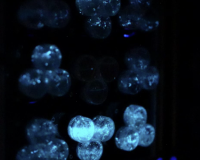A microscopic image of blue algae cells against a black backdrop. They glow with a blue luminescence. 