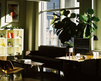 An image of a front room, with shelves, a desk and a large house plant in the foreground. 