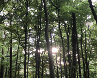 An image of a forest, with the sun poking through the trees. 