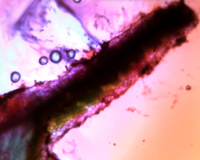 A microscopic and multi coloured image of a long black item, surrounded by bubbles, pink and orange blurs