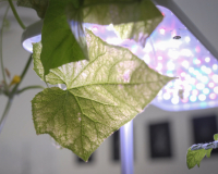 Image of plants and led lights