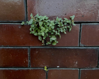Green weeds grow in the cracks of a red brick wall.