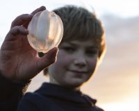 Boy holding sea gooseberry