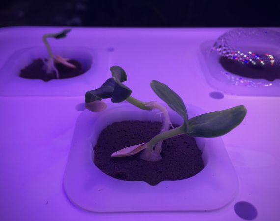 Katy Connor, HydroPoetics (2021) Work in progress (cucumber seedlings, 5litre hydroponic grow station, LED lighting, nutrient media)