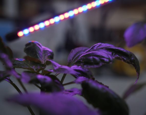 Image of leaves glowing purple under hydroponic lights