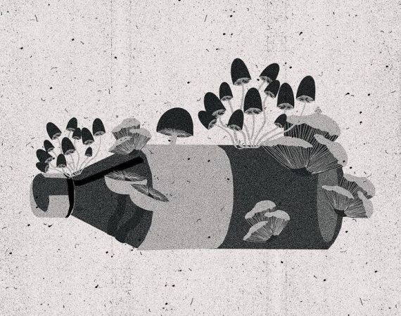 Image of Lukus Robbins' 'Plastic Eating Fungi'.  Image designed by Jessica Noble.