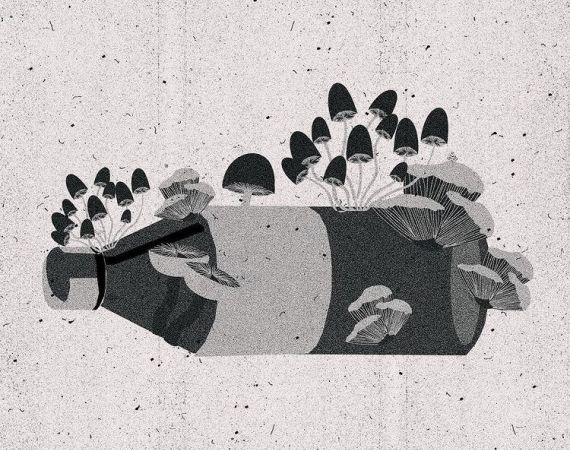 Image of Lukus Robbins' 'Plastic Eating Fungi'. Image designed by Jessica Noble.