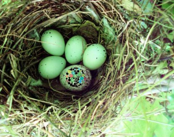 Original image Julie Falk - The Cowbird's Nest from Flickr